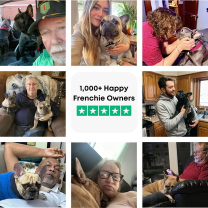 The Complete Frenchie Guide