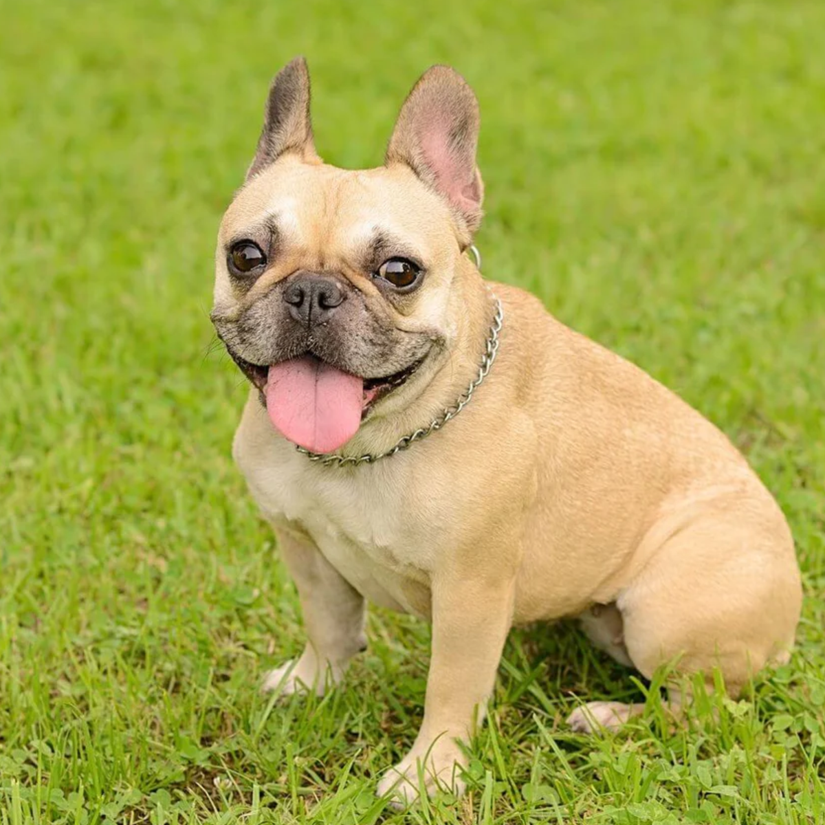 Frenchie Regular Frenchie Formula